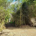 Le Des Oisai