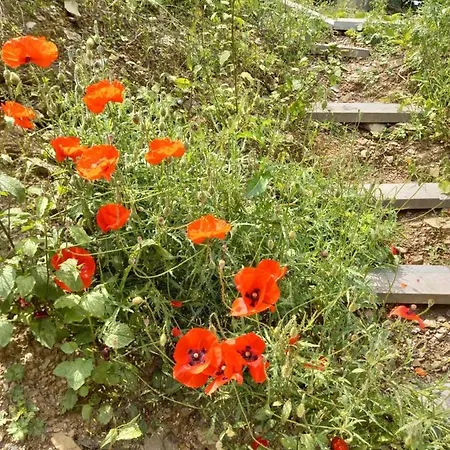 木屋 Le Des Oisai 威布林